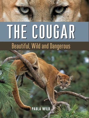 cover image of The Cougar